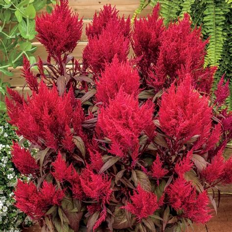 15 Gallon Red Dragons Breath Celosia In Pot L27630 In The Annuals