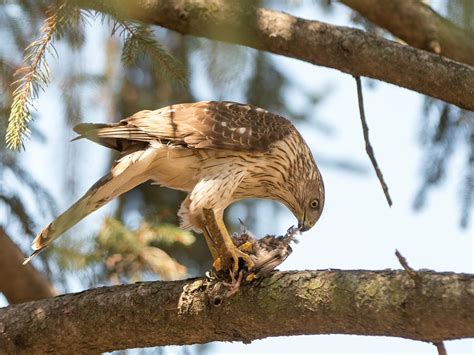 Types Of Hawks In Oklahoma Full Guide Birdfact