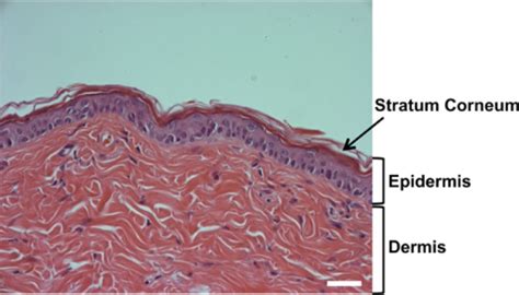 Structure Of Mammalian Skin Intact Skin Of Mouse Was S Open I