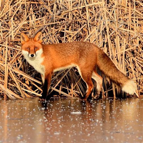 This Photograph Of A Fox Standing On A Frozen Lake Was Taken By Paul