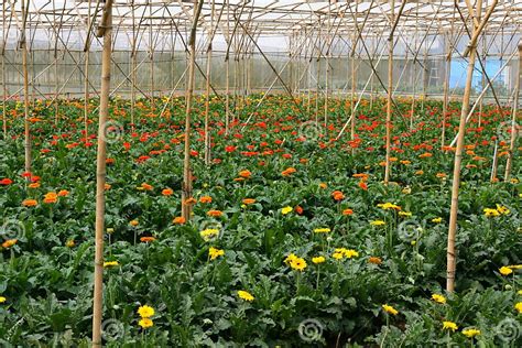 Gerbera Flower Farm Stock Photo Image Of Flower Greenhouse 17410180
