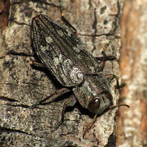 Woodboring Beetle  Chrysobothris sp. Near Anacostia River,…  Flickr