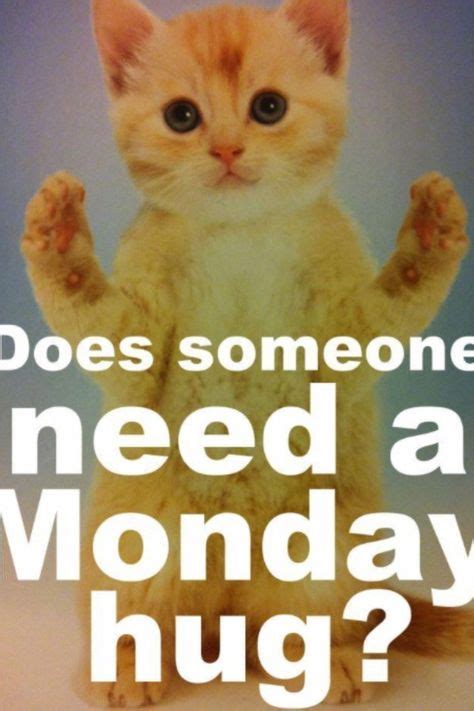 41 Monday Ideas Funny Cats Crazy Cats Funny Animals