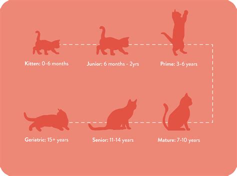 Cat And Kitten Feeding Guide How Much When And What To Feed To Your Cat