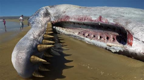 The Spanish Coast Has Been Visited By The Sea Creature With The Worlds