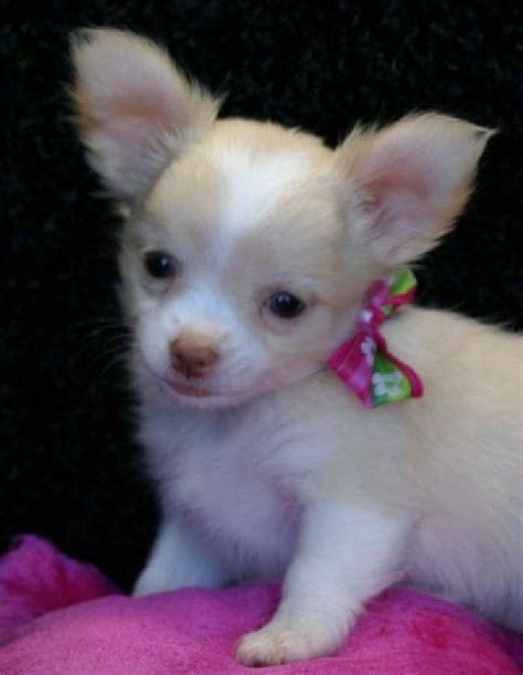 Our pup came home to us healthy, potty trained, and well socialized. Chihuahua Puppies For Free | Tiny tea cup chihuahua ...