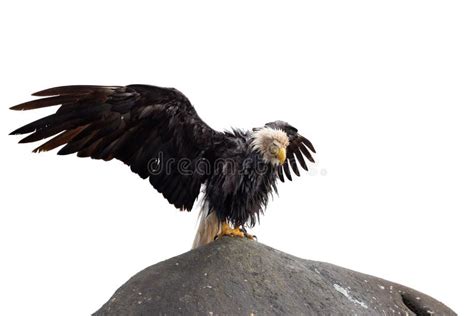 Bald Eagle Sitting On A Rock With Wings Wide Open Stock Photo Image