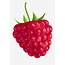 Raspberry Transparent Png Clip Art Image  Raspberries