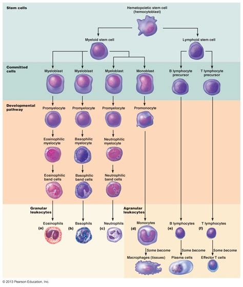 Leukocytes And Leukocyte Disorders Artofit