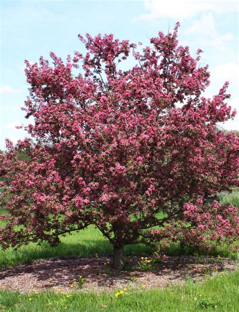 Purple Prince Crabapple Fort Wayne Trees