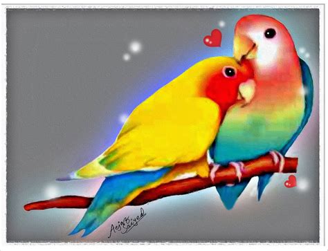 Love Birds Wallpapers ·① Wallpapertag
