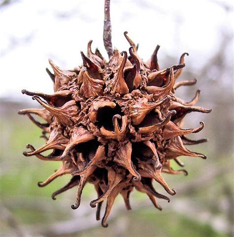 Sweet Gum Tree Pod There Are Many Of Them In My Back Yard Flickr