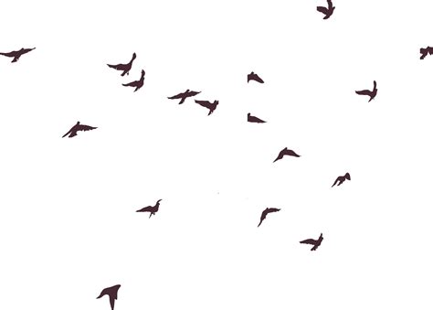 Bird Silhouette Birds Silhouette Png Download 20981504 Free