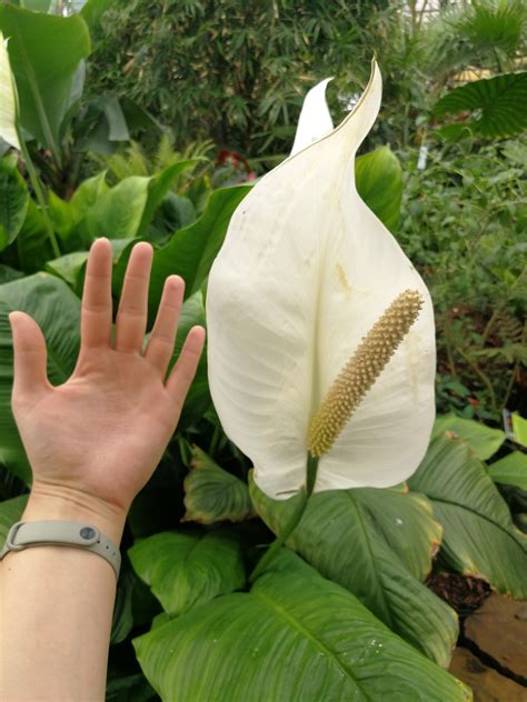 Biggest Peace Lily Ive Ever Seen Rgardening