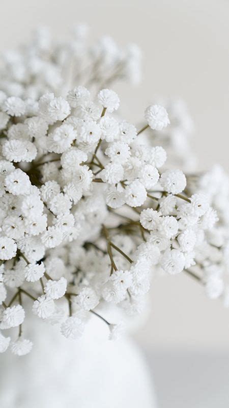 White Flowers Beautiful White Flowers Wallpaper Download Mobcup