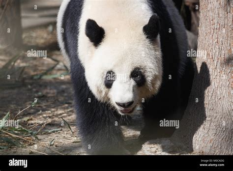 A Giant Pandas Head Close Up A Happy Expression Stock Photo Alamy