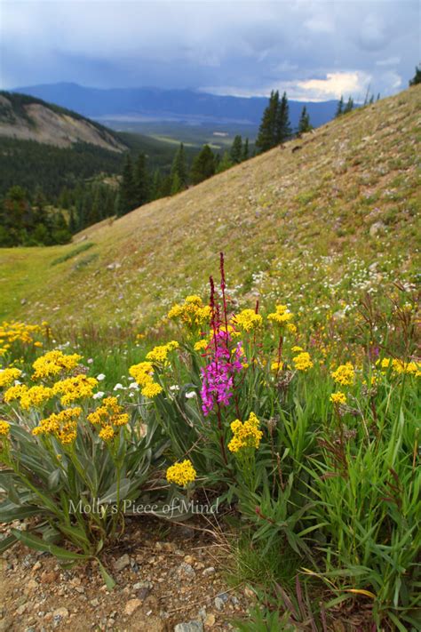 Colorado Wildflowers Mountain Wildflowers Wildflower Photo Etsy
