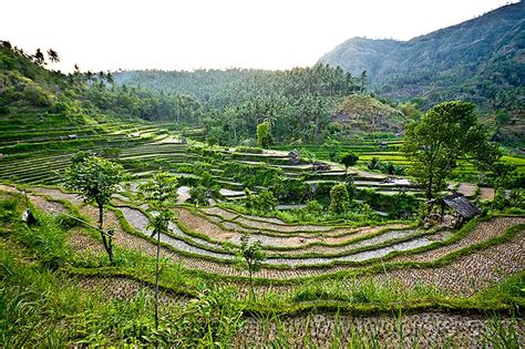Rice Paddy Fields Terrace Farming Bali