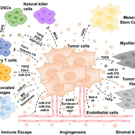 Pdf Extracellular Vesicles Mediated Intercellular Communication