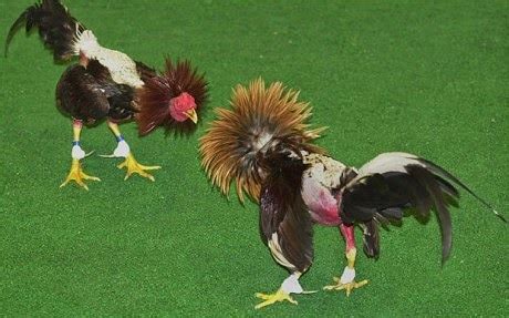 Ayam jago bangkok pukul mati ayam impor philipina. BEBERAPA GAMBAR AYAM SABUNG FILIPINA | Berbagai Macam Ayam