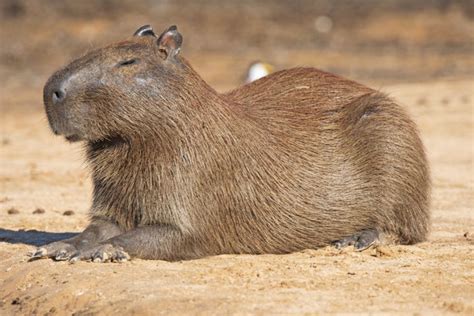 Ten Interesting Facts About The Capybara The Worlds Largest Rodent