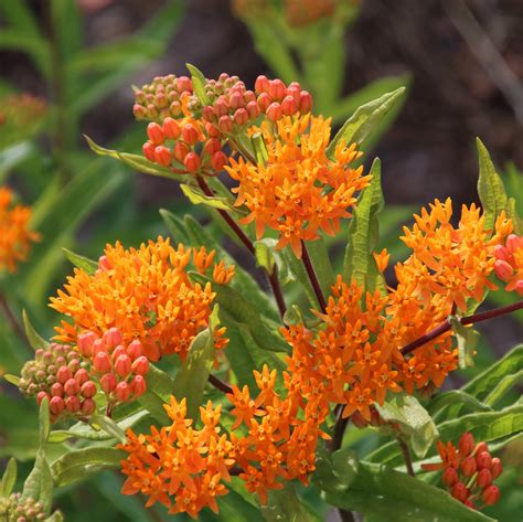 Butterfly Weed Seeds Hudson Valley Seed Company
