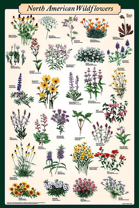 North American Wildflowers Poster By Feenixx Publishing