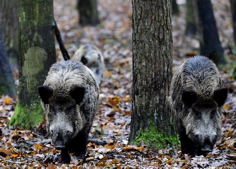 Outrage After 158 Wild Boars Killed In Hunt That Got Out Of Control