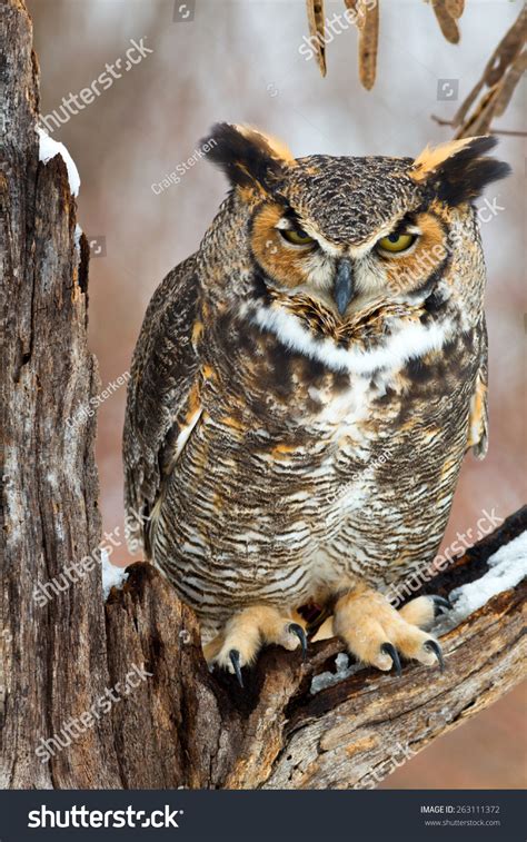 Great Horned Owl Sits On A Snow Covered Tree Branch In This Winter