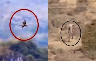 10 dinosaurs caught on camera in real life. Weird Creatures Caught On Camera