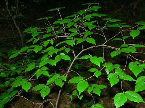 Scientific name viburnum rafinesquianum schult. Viburnum rafinesquianum (downy arrowwood): Go Botany