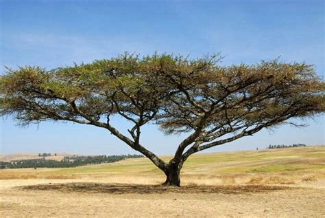 Ethiopian Tree Tree Plants Country Roads