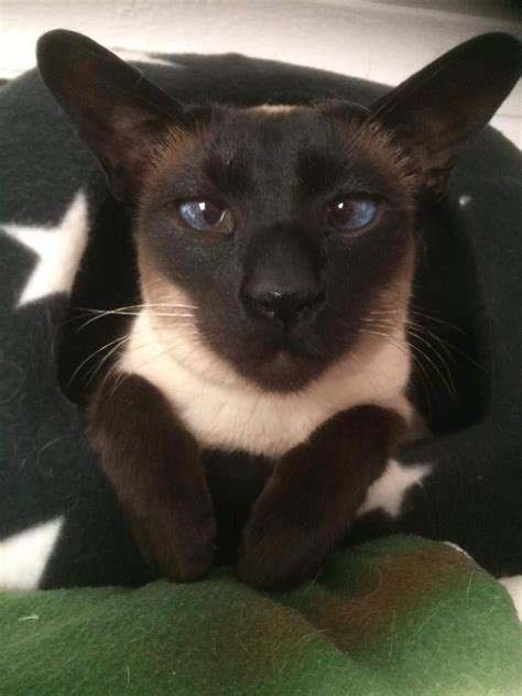 Lovely Adult Siamese Cat In Southampton Hampshire Gumtree