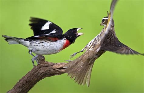 Kandungan sains dalam kisah alquran. Burung Jadi Inspirasi bagi Manusia, Tercatat dalam Alquran ...