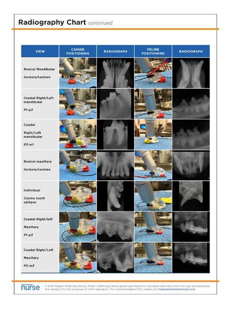 A Quick Guide To Veterinary Radiography For Clinic Staff Download It
