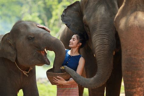 When talking about the species of elephants, the biggest and largest animal species are the elephants. What Elephants Eat in Captivity: Understanding for Better ...