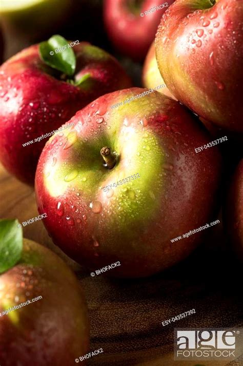 Raw Organic Red Mcintosh Apples Ready For Eating Stock Photo Picture