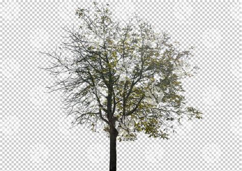 Gobotree Cut Out Of Medium Tree During Autumn