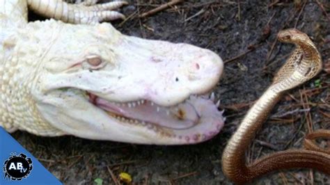 Deadly Snakes Vs Albino Alligator Ep429 Snakebytestv