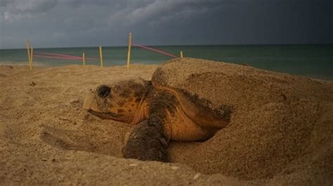 Florida Heat Produces More Female Sea Turtles Than Males Threatening Population Npr