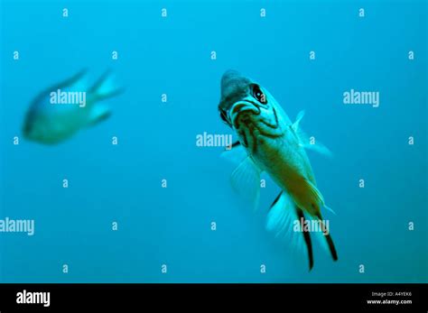Jawed Fishes Hi Res Stock Photography And Images Alamy