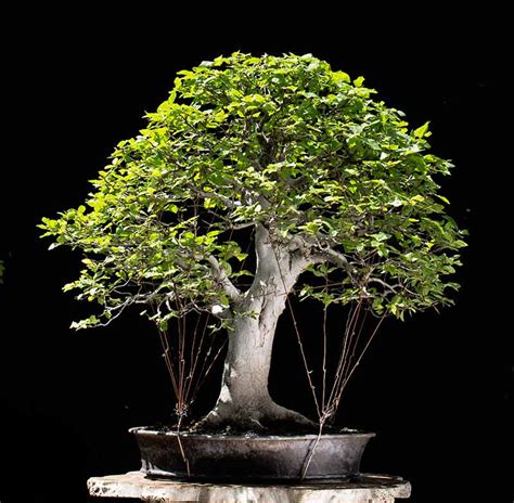 Beech Bonsai Tree Bonsai Sanctum
