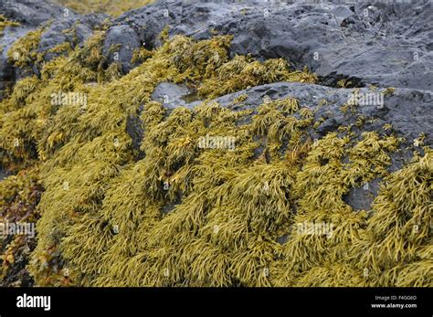 Seaweed On Rocks Hi Res Stock Photography And Images Alamy