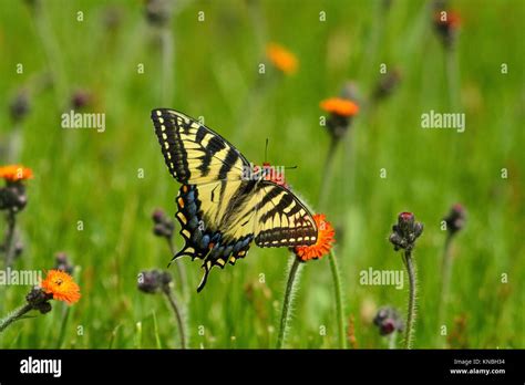 Canadian Tiger Swallowtail Papilio Canadensis Nectaring Orange