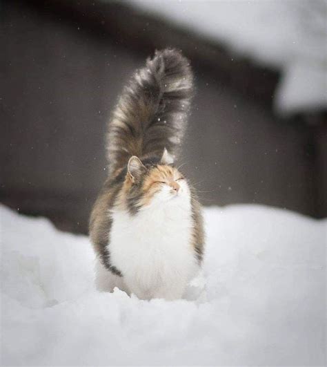 16 Cats With Gloriously Fluffy Tails Cuteness
