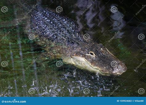 The American Alligator A Large Crocodilian Reptile Stock Photo
