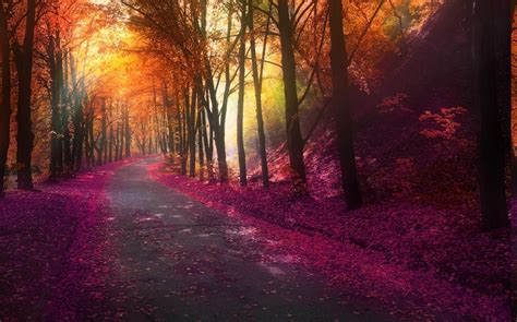 Nature Fall Park Trees Colorful Landscape Leaves Hill Road