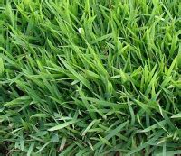 How to seed zoysia grass in existing lawns or new. The Different Types of Zoysia Grass - Best Manual Lawn Aerator