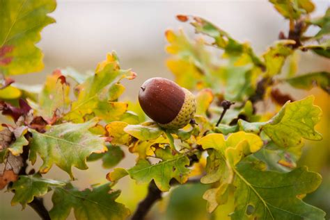 A Brown Acorn Oak Tree Autumn Rowney Woods Photography