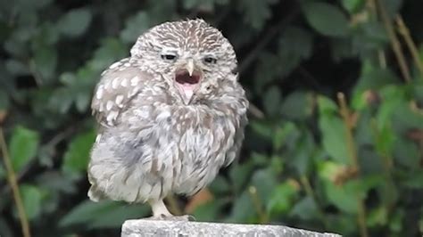 Adorable Sleepy Baby Owl Yawning Youtube